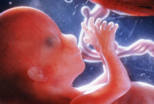 fetus-1